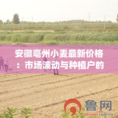 安徽亳州小麦最新价格：市场波动与种植户的期待