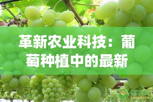 革新农业科技：葡萄种植中的最新农药应用解析