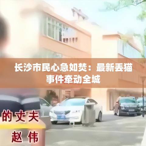 长沙市民心急如焚：最新丢猫事件牵动全城