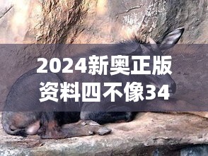 2024新奥正版资料四不像348期：未来新篇章的启示