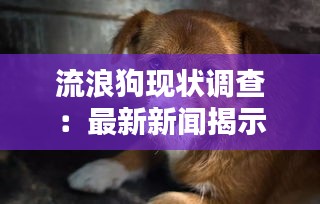 流浪狗现状调查：最新新闻揭示社会关怀与挑战并存