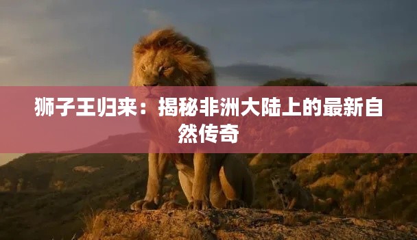 狮子王归来：揭秘非洲大陆上的最新自然传奇