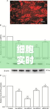 细胞实时荧光定量PCR法的步骤详解