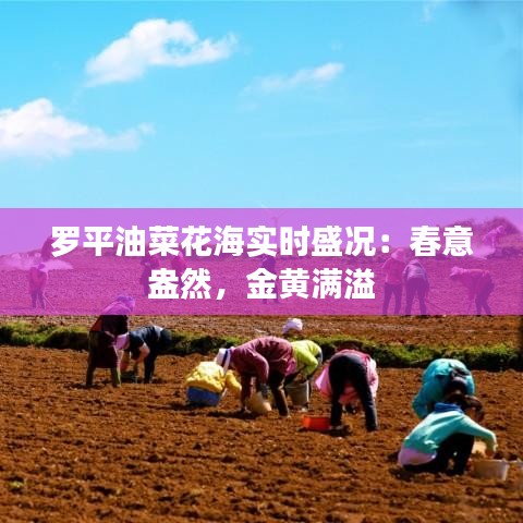 罗平油菜花海实时盛况：春意盎然，金黄满溢