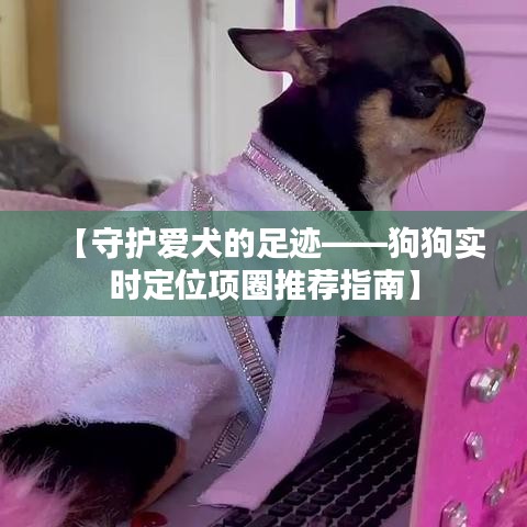 【守护爱犬的足迹——狗狗实时定位项圈推荐指南】