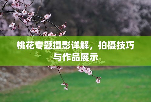 桃花专题摄影详解，拍摄技巧与作品展示