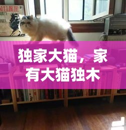 独家大猫，家有大猫独木不林发布时间 