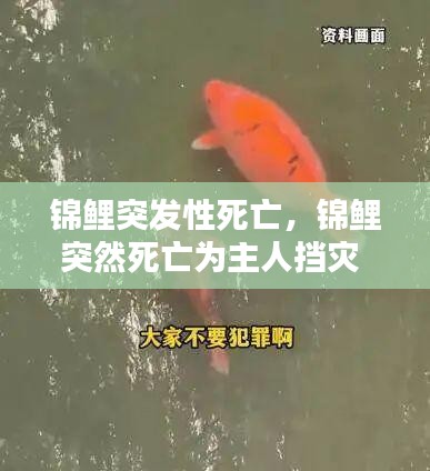 锦鲤突发性死亡，锦鲤突然死亡为主人挡灾 