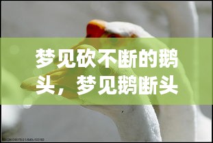 梦见砍不断的鹅头，梦见鹅断头的预示 