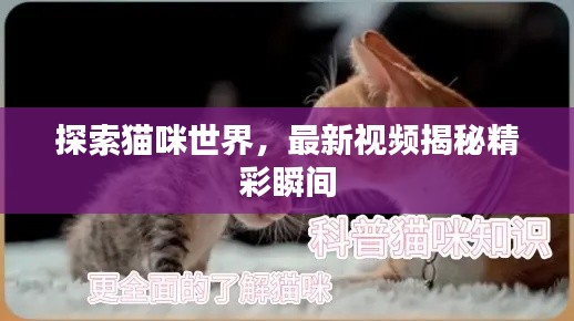 探索猫咪世界，最新视频揭秘精彩瞬间