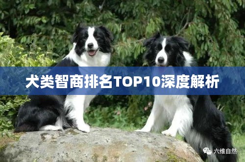 犬类智商排名TOP10深度解析