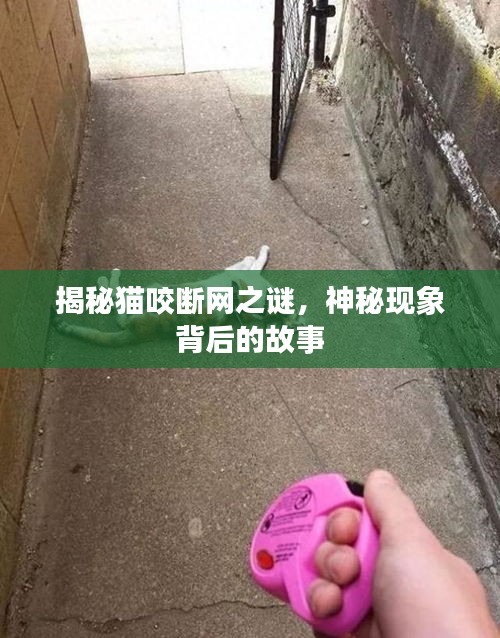 揭秘猫咬断网之谜，神秘现象背后的故事