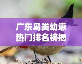 广东鸟类幼崽热门排名榜揭晓！