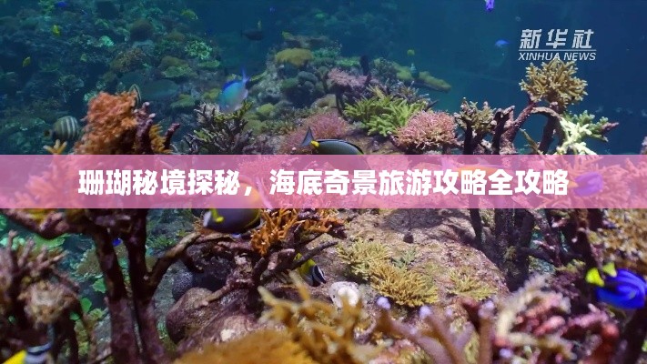 珊瑚秘境探秘，海底奇景旅游攻略全攻略