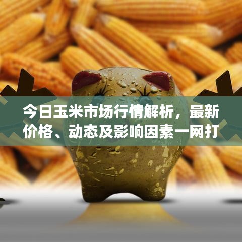 今日玉米市场行情解析，最新价格、动态及影响因素一网打尽