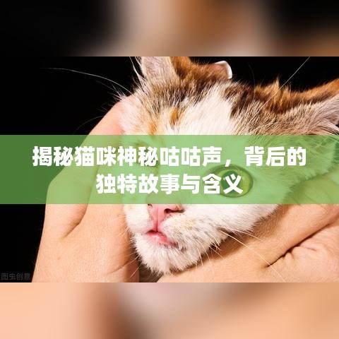 揭秘猫咪神秘咕咕声，背后的独特故事与含义