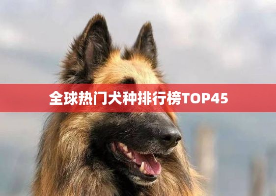 全球热门犬种排行榜TOP45