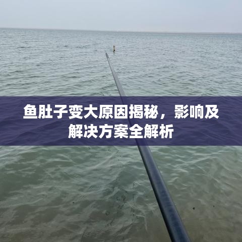 鱼肚子变大原因揭秘，影响及解决方案全解析