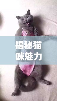 揭秘猫咪魅力世界，百度图片带你探索猫步风采