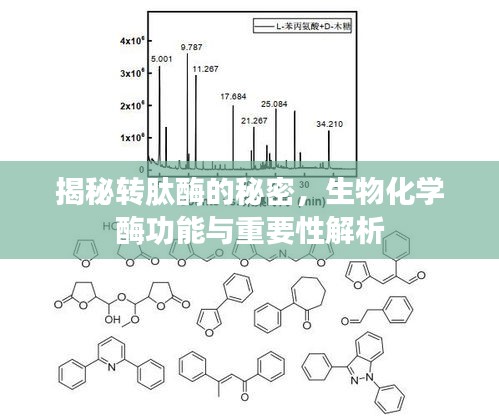 揭秘转肽酶的秘密，生物化学酶功能与重要性解析