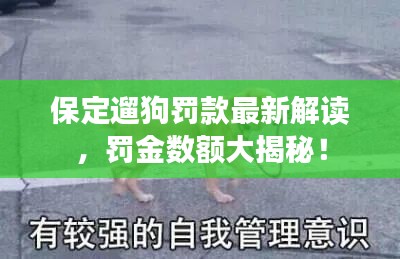 保定遛狗罚款最新解读，罚金数额大揭秘！