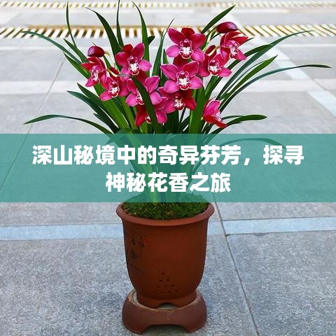 深山秘境中的奇异芬芳，探寻神秘花香之旅