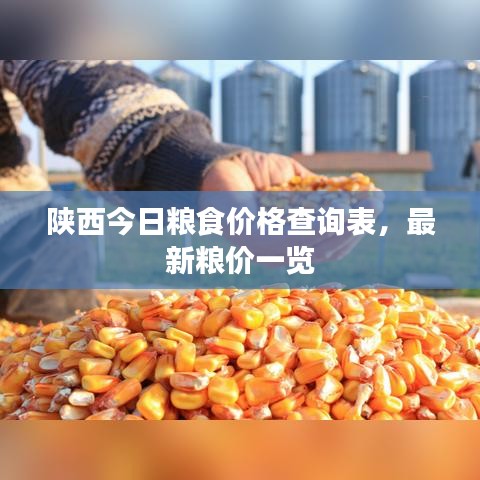 陕西今日粮食价格查询表，最新粮价一览