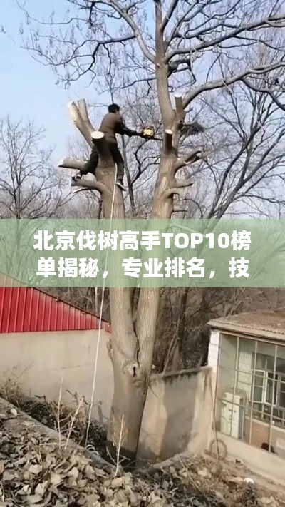 北京伐树高手TOP10榜单揭秘，专业排名，技艺非凡