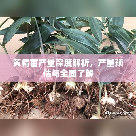 黄精亩产量深度解析，产量预估与全面了解