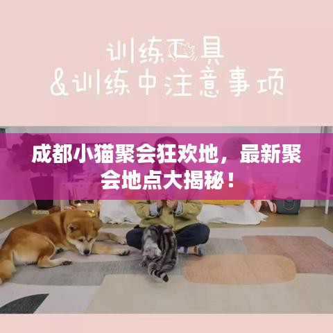 成都小猫聚会狂欢地，最新聚会地点大揭秘！