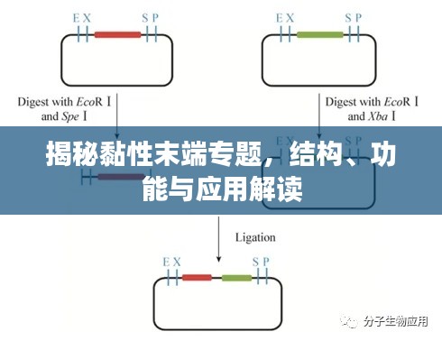 揭秘黏性末端专题，结构、功能与应用解读