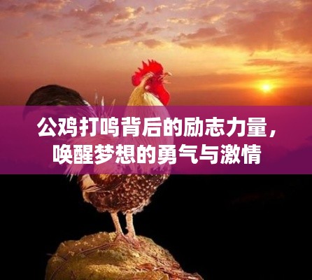 公鸡打鸣背后的励志力量，唤醒梦想的勇气与激情