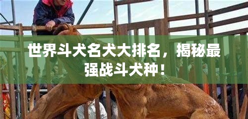 世界斗犬名犬大排名，揭秘最强战斗犬种！
